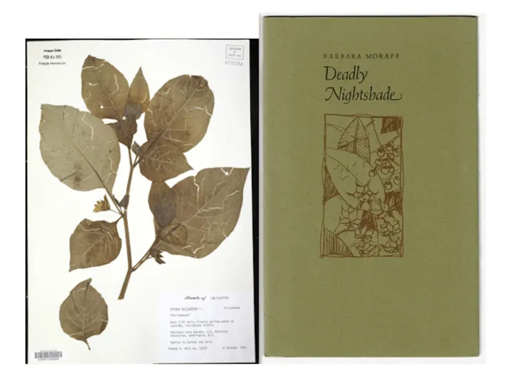 Dried atropa belladonna specimen