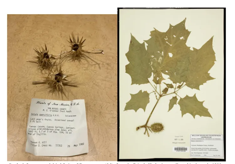 Dried datura quercifolia specimen