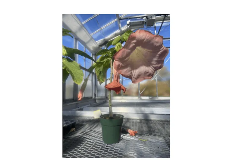 Live specimen of brugmansia