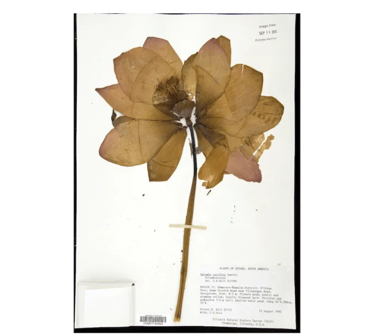 Lotus flower specimen