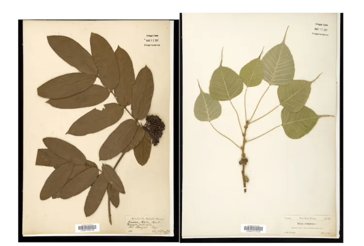 Specimens collected from India and Cuba