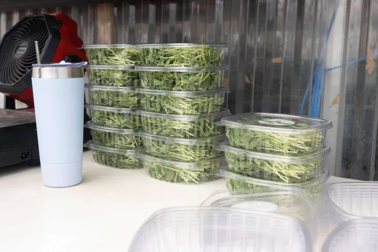 NECAFS single use packaging
