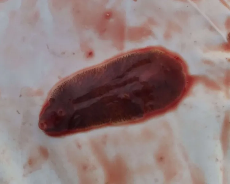 close-up of a liver fluke