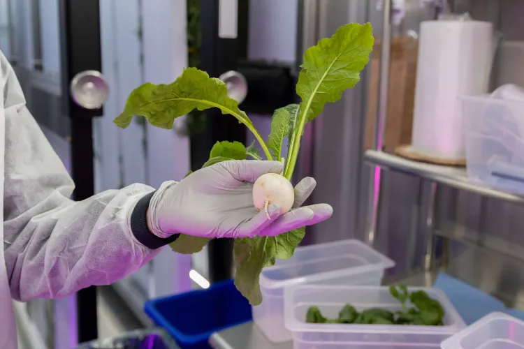 Container farm grown root crop