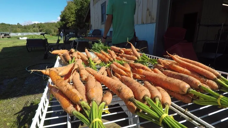 bunches of carrots on a spray table