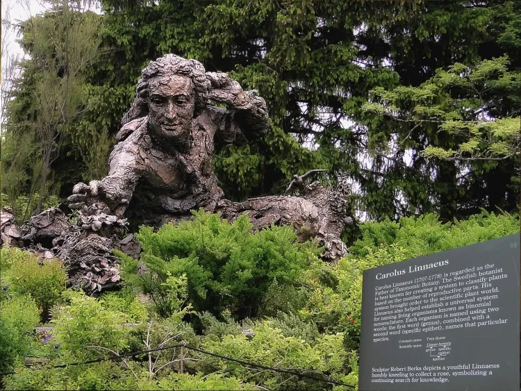 statue of Carl Linnaeus in a garden