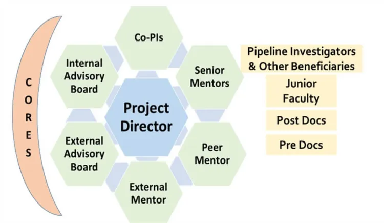 Diagram showing mentoring and scientific support offered to investigators in the Vermont Center for Cardiovascular and Brain Health.