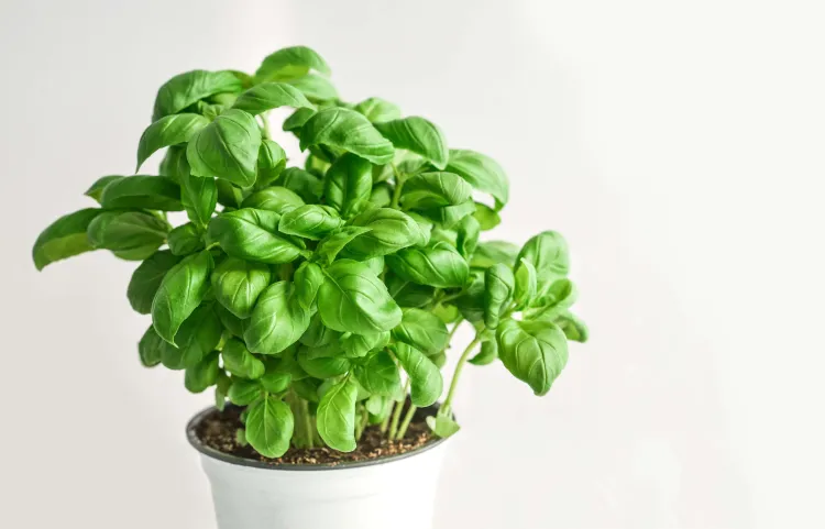 a potted basil plant