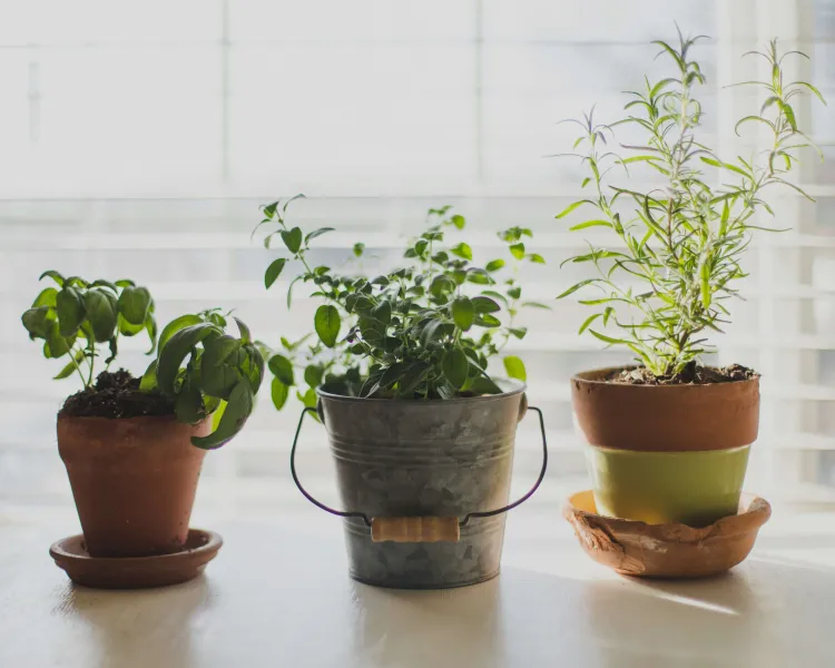 three potted herb plants