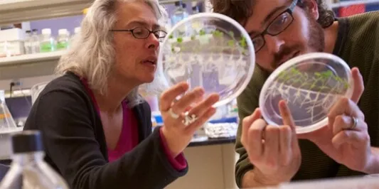 Two individuals in lab coats studying a petri dish, engaged in scientific analysis in a laboratory setting