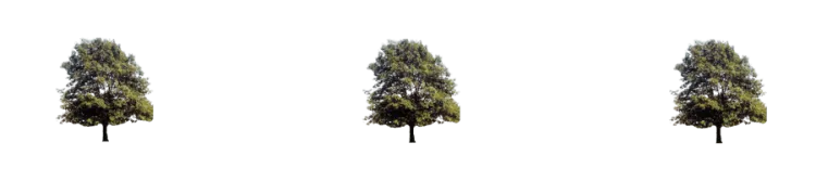 Three ash trees in a row decorative banner