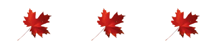 Three maple leaves decorative banner