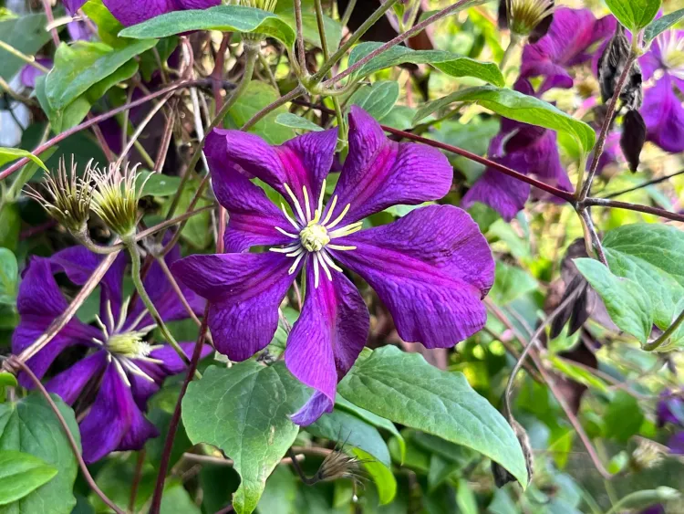clematis flowers