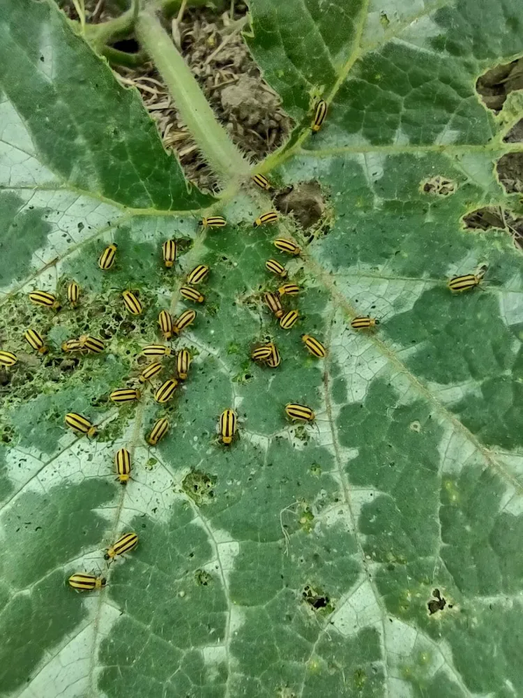 striped cucumber beetles