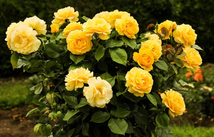 yellow roses