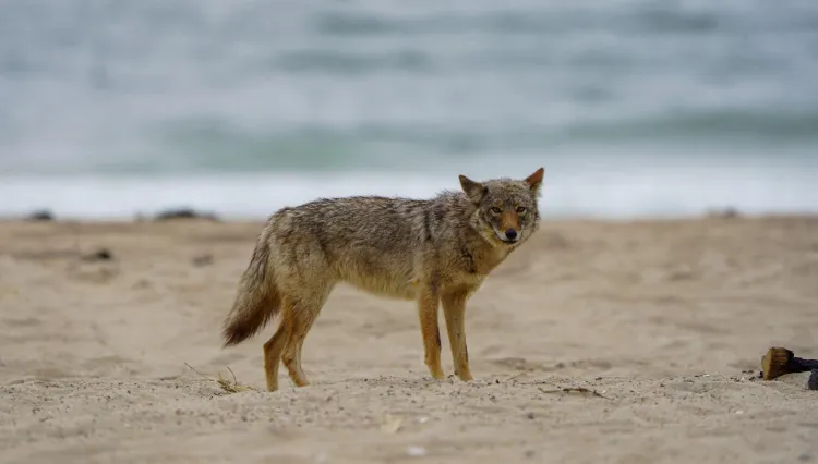 a coyote stands on the beach