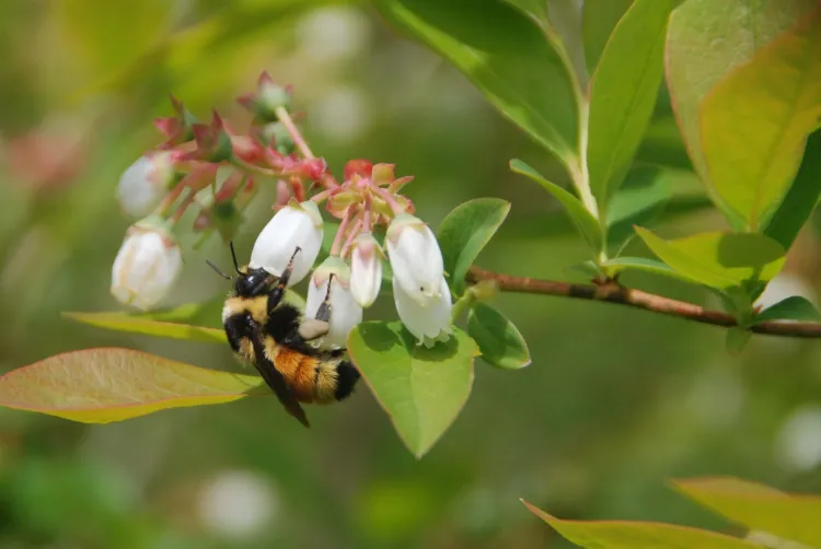 A wild bee on a blossom