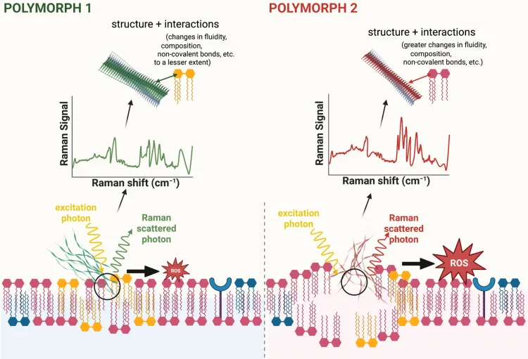 Image showing the use of Raman spectroscopy to evaluate the structure of amyloid- polymorphs and their interactions with cell membranes.
