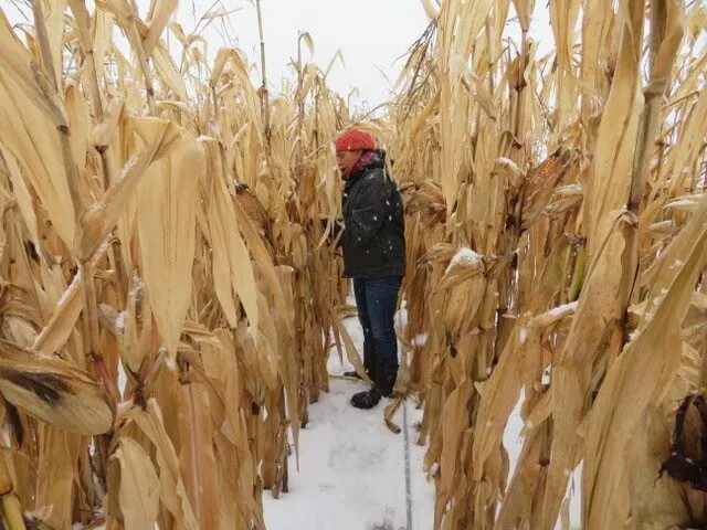 Winter Corn Harvesting