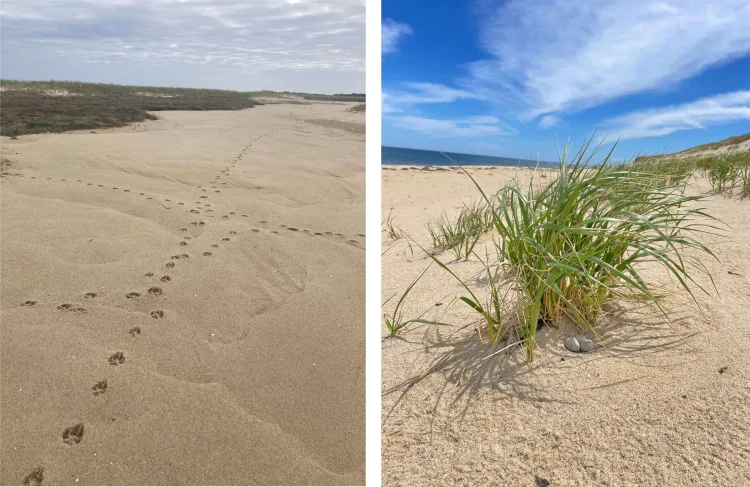 left photo - pawprints on the beach and on the right photo - a nest with eggs 