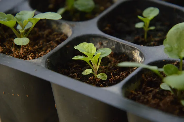 seedlings in a plastic container