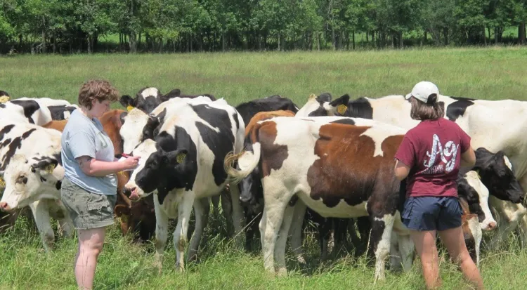 Cattle Tick Assessment