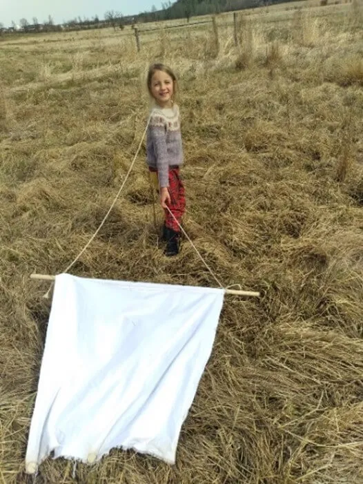 Young girl dragging a sheet across a field to collect ticks.