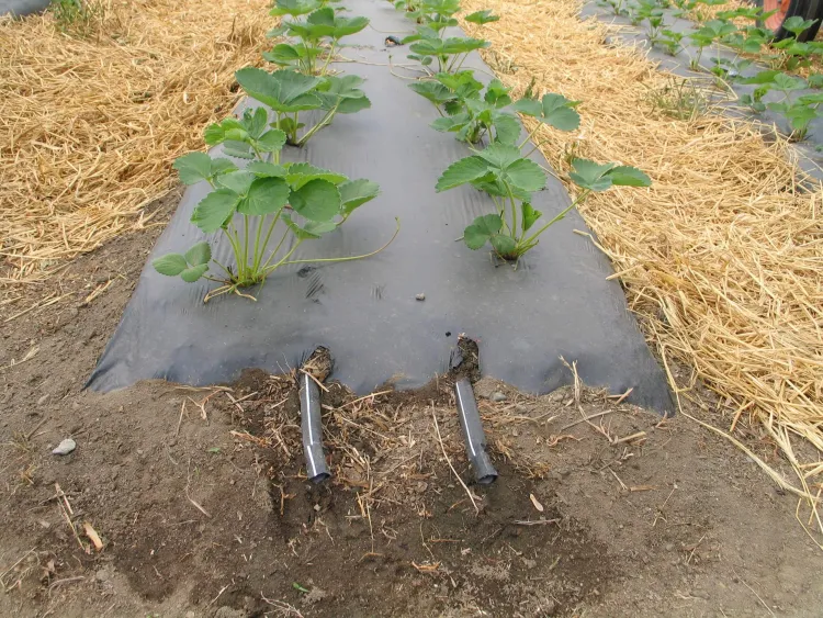 Drip line under mulch is likely the is the most efficient, precise and lowest risk method of irrigation.