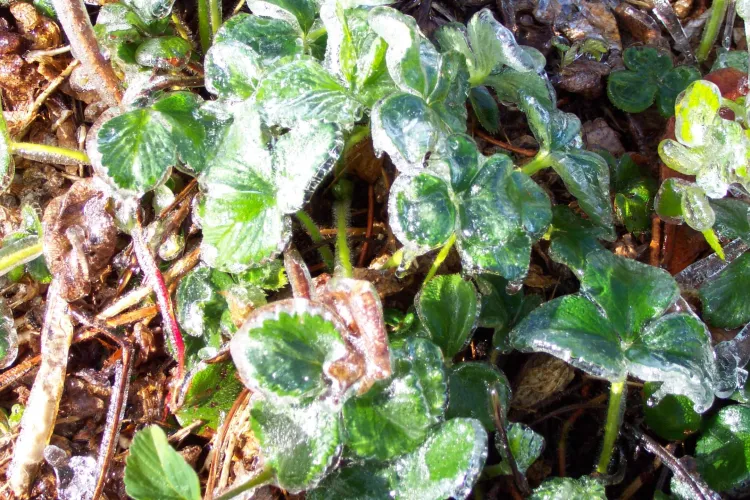 strawberry leaves coated in ice