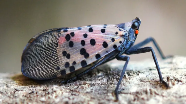 lanternfly