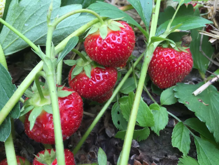 five strawberries on their plants