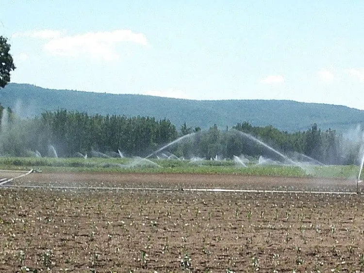 field overhead irrigation