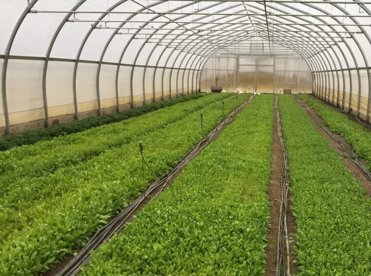 micro sprinklers in tunnel