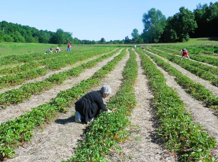people picking strawberries