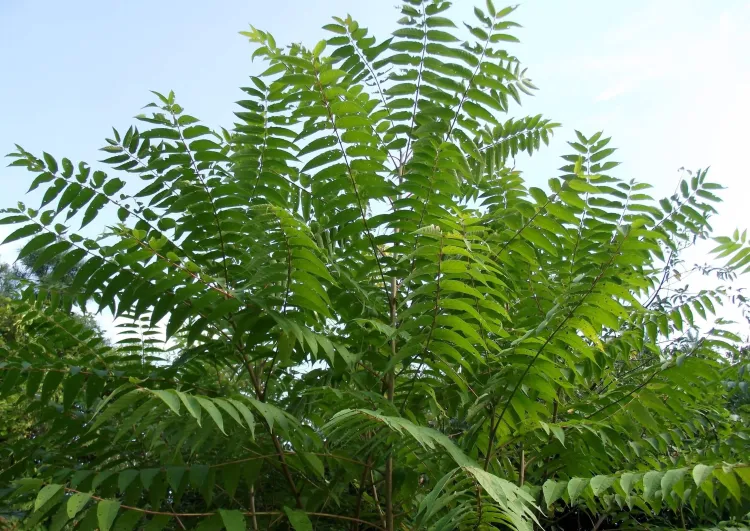 Tree-of-Heaven