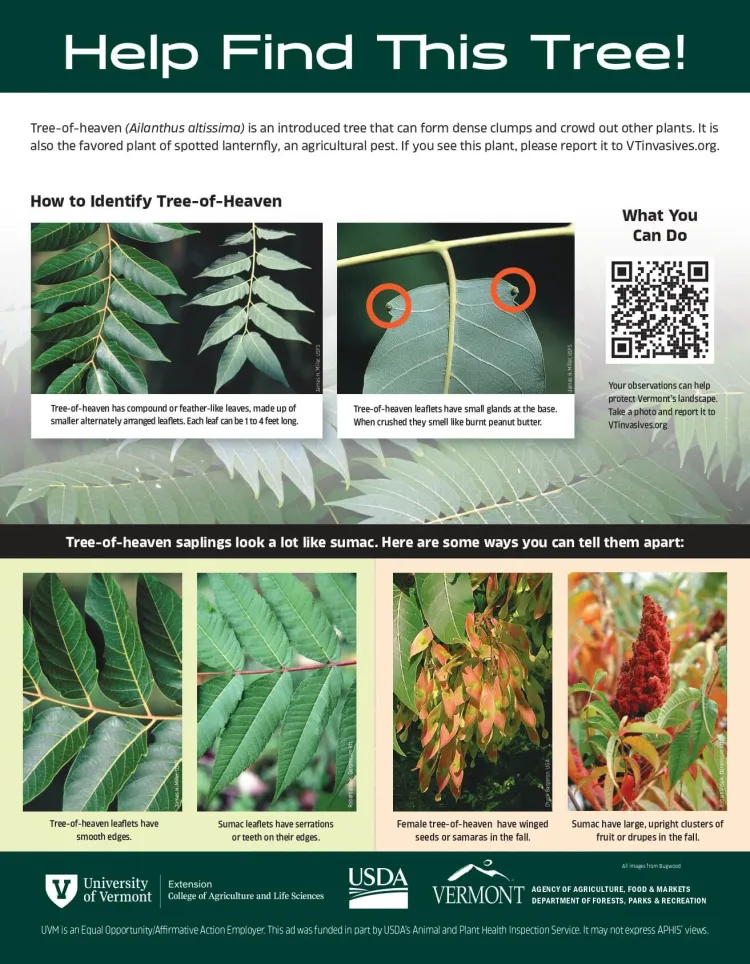 tree-of-heaven ID poster