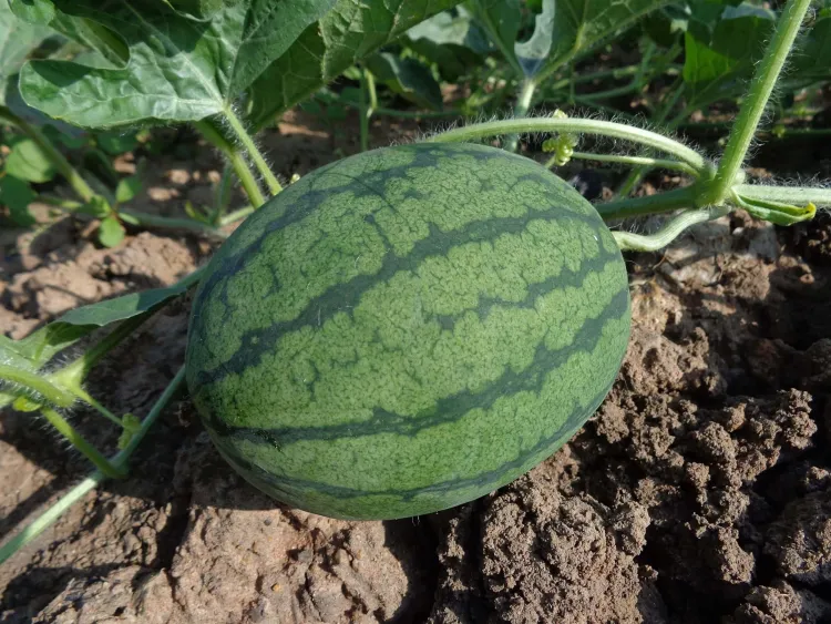 a watermelon still on the vine