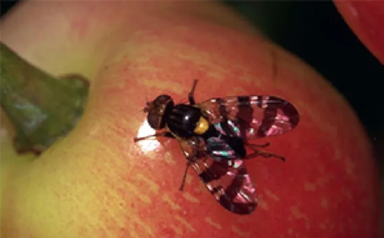 european cherry fruit fly on a cherry