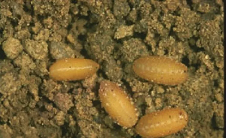 european cherry fruit fly larvae