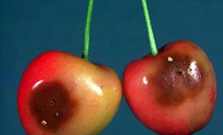 two damaged cherries
