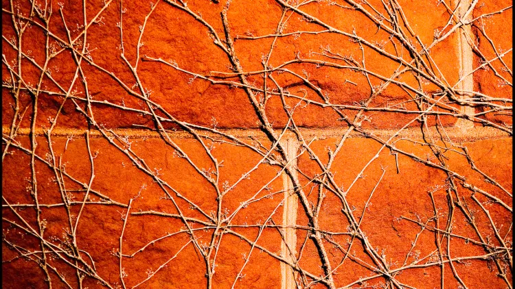 vines on brick building