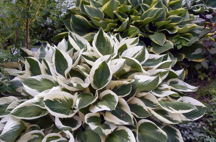 hosta plants
