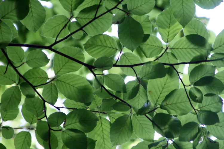 closeup of interesting shaped green leaves
