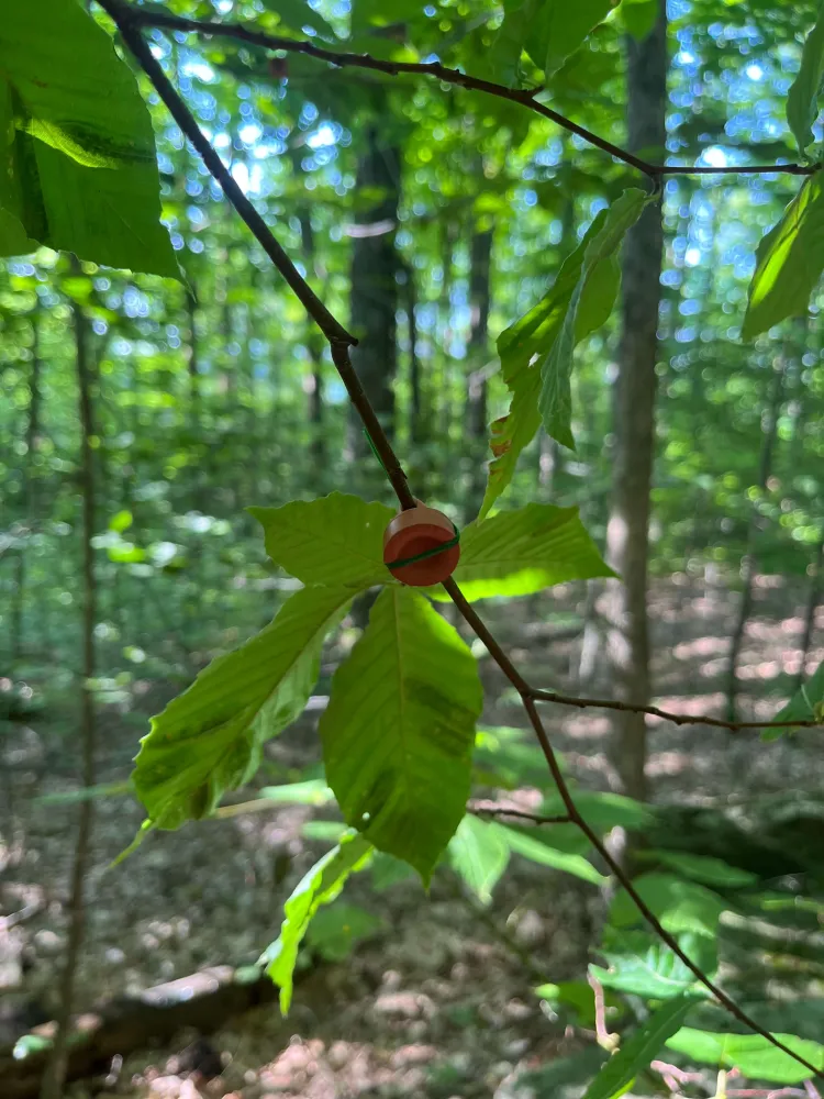 a small rubber lure hangs on an infected beech tree hoping to attract nematodes for future study