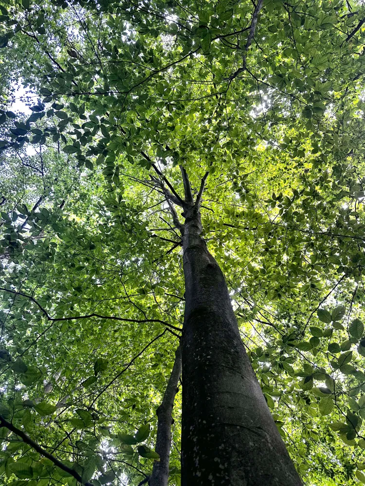 an old beech tree with no signs of beech bark or beech leaf disease