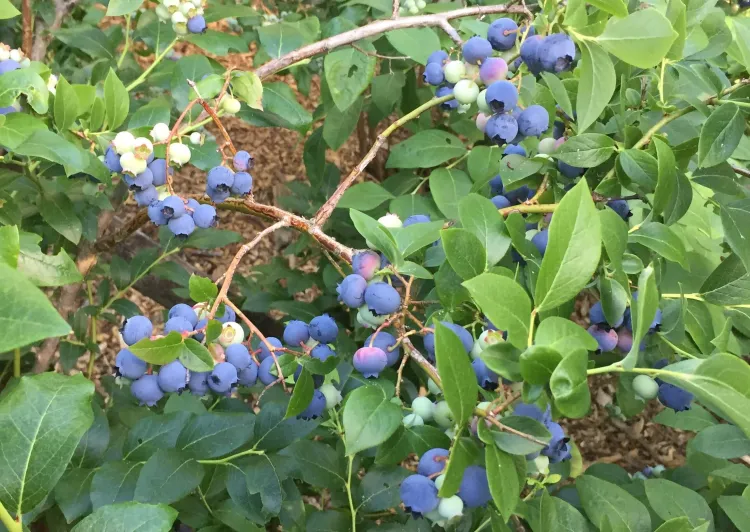 ripe blueberries on the bush