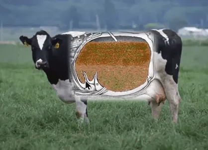 Image 1. Nutrients in a cow’s digestive system.