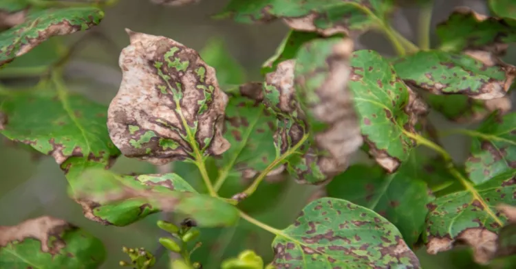 blighted lilac leaves