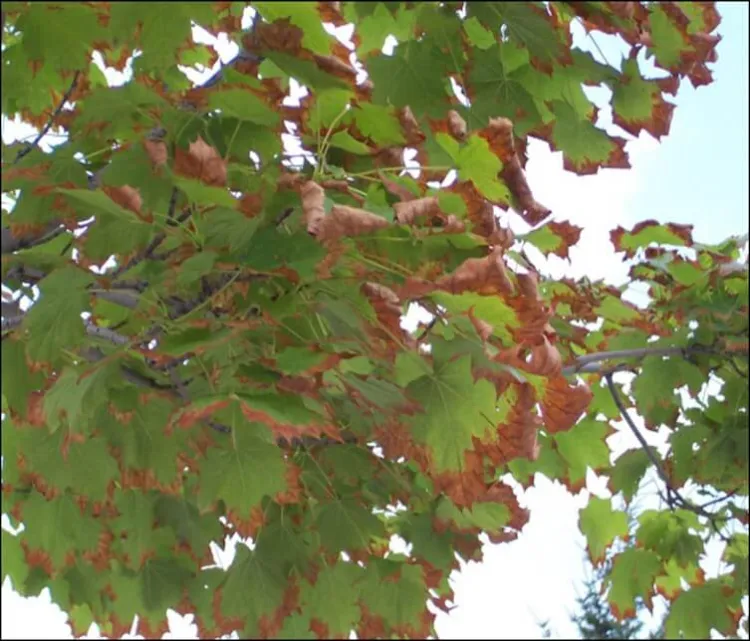 leaf scorch on a maple tree