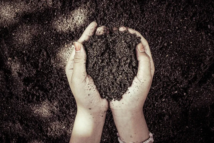 cupped hands holding soil